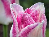 Pink & White Tulip_DSCF02321